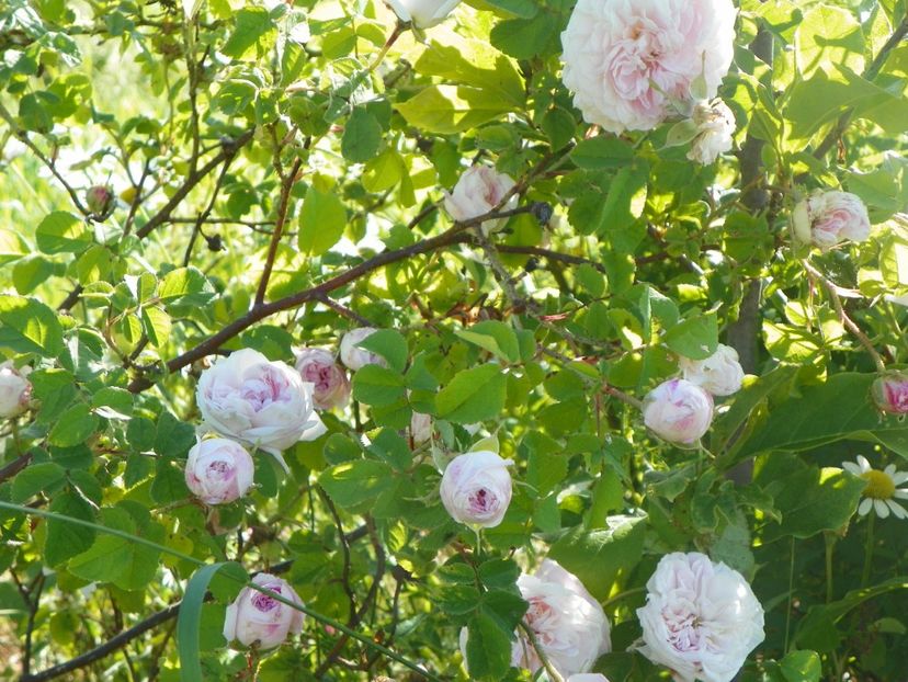 Belle Isis - Trandafiri 2017