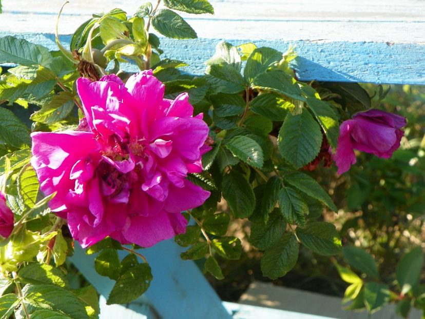 Hansa - Trandafiri 2017