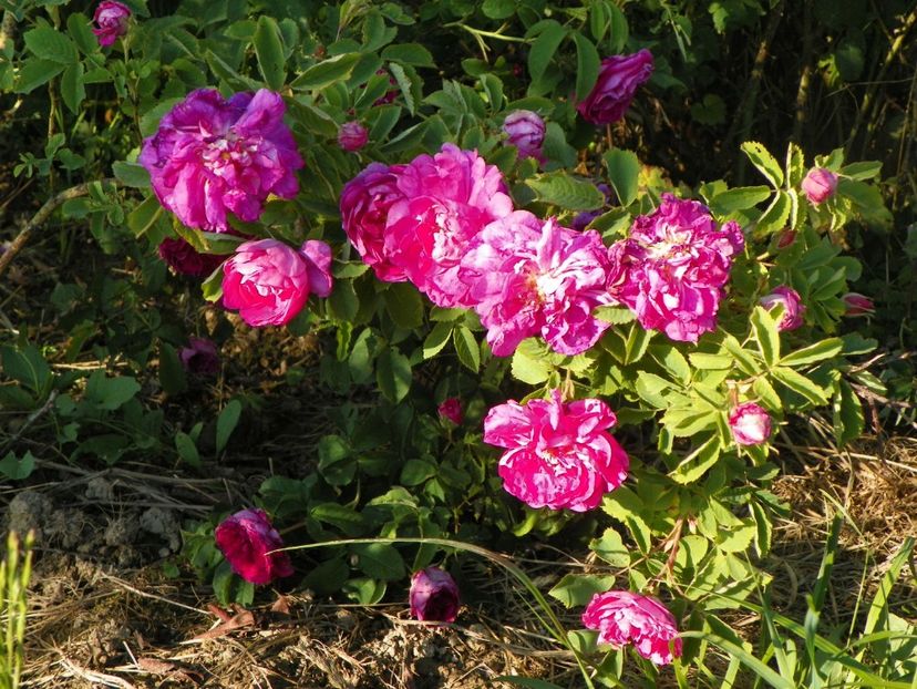 rosa damascena - Trandafiri 2017