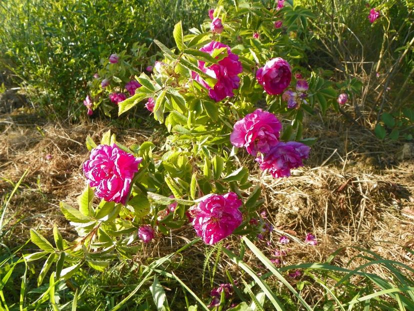 rosa damascena - Trandafiri 2017