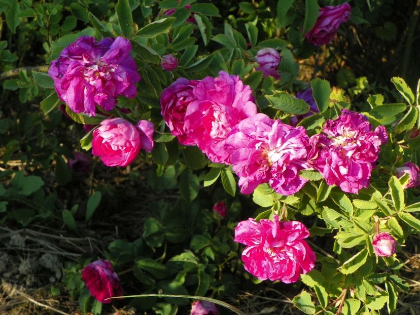 rosa damascena - Trandafiri 2017