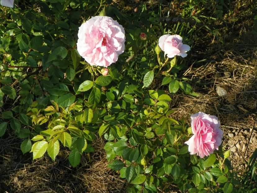 Kir Royal - Trandafiri 2017