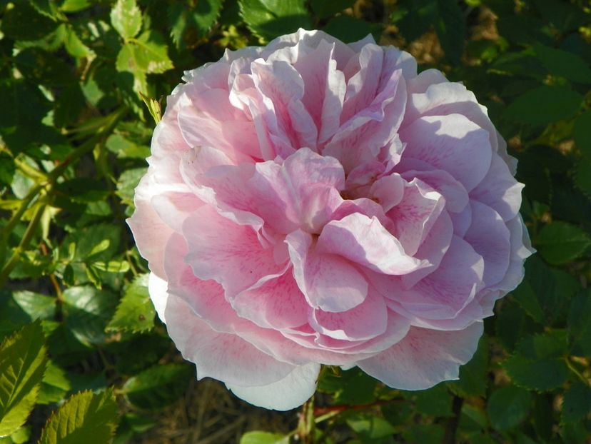 Kir Royal - Trandafiri 2017