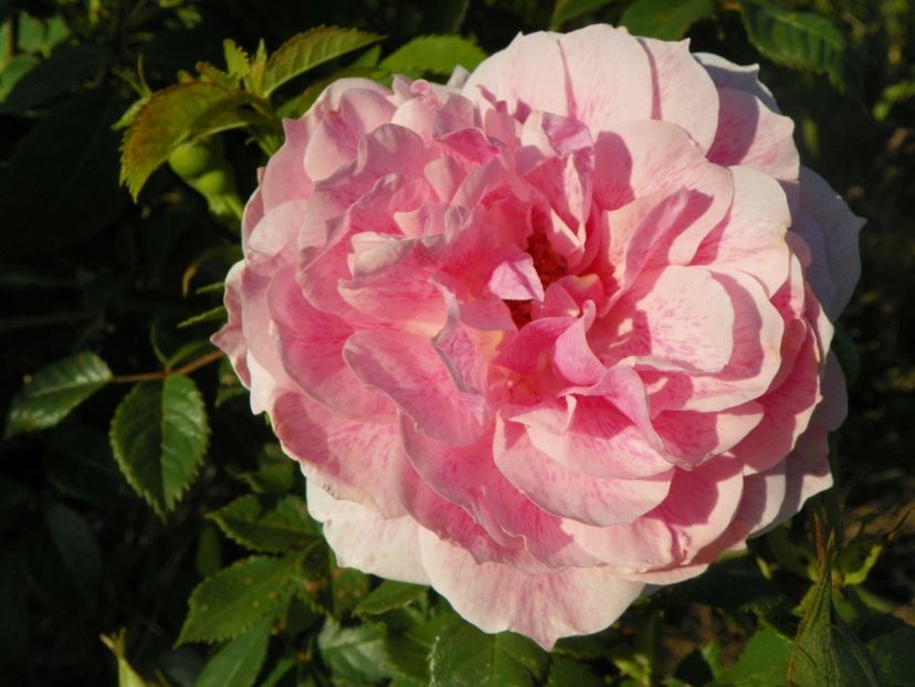 Kir Royal - Trandafiri 2017