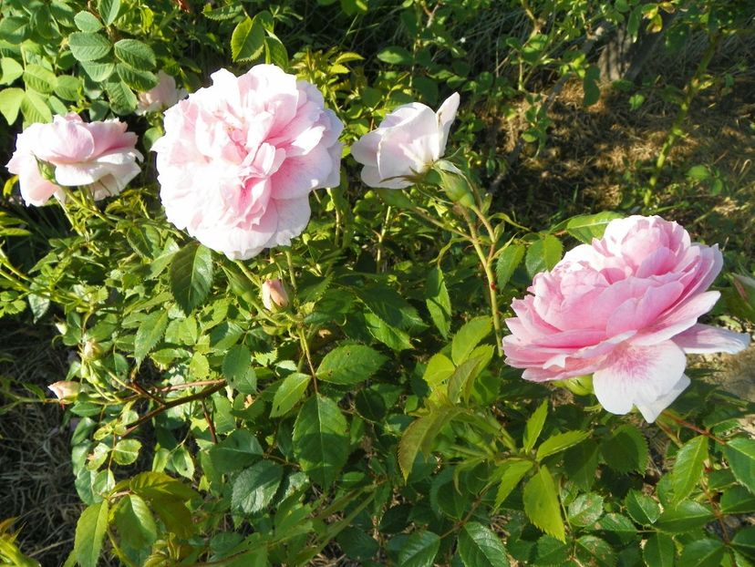 Kir Royal - Trandafiri 2017