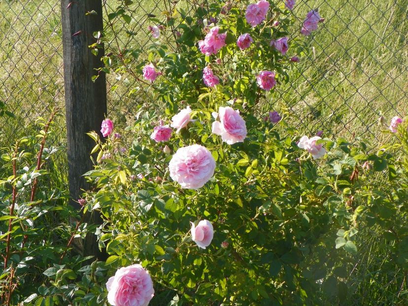 Kir Royal si Kazanlik - Trandafiri 2017