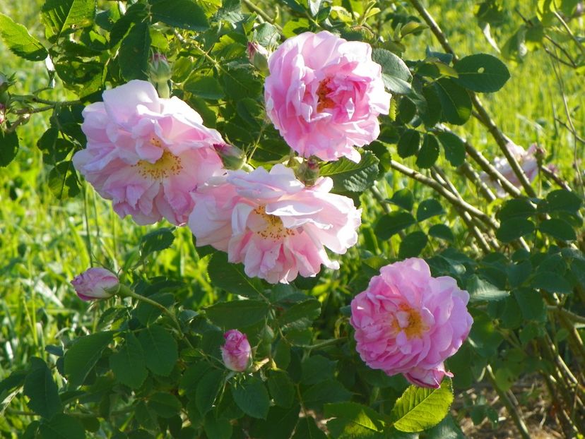 Celsiana - Trandafiri 2017