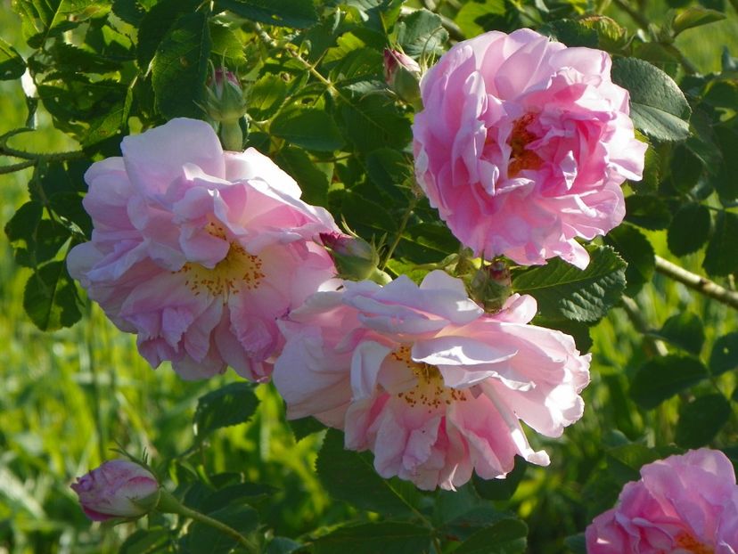 Celsiana - Trandafiri 2017