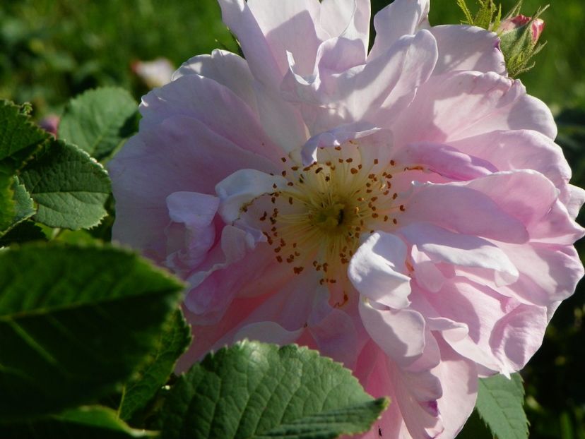 Celsiana - Trandafiri 2017