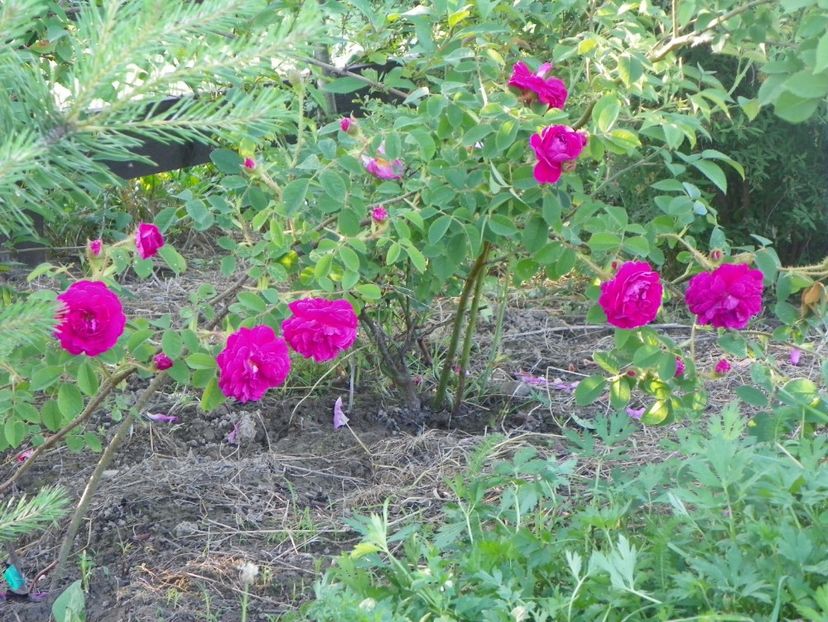 Henri Martin - Trandafiri 2017