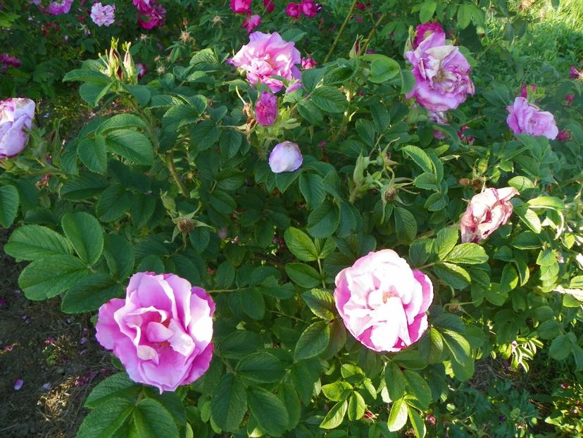 Dwarf Pavement - Trandafiri 2017