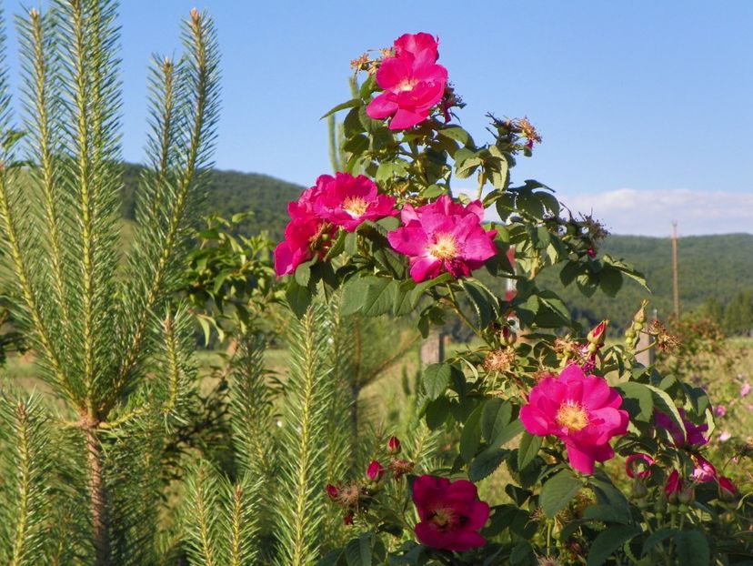 Splendens - Trandafiri 2017