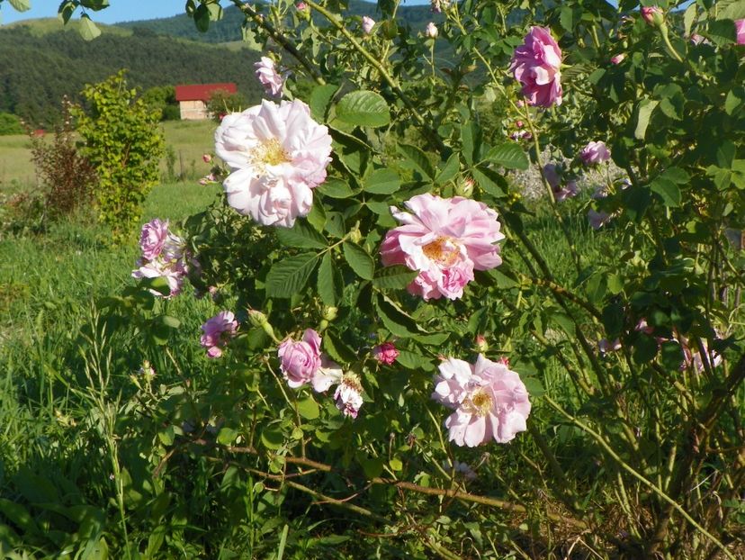 Celsiana - Trandafiri 2017