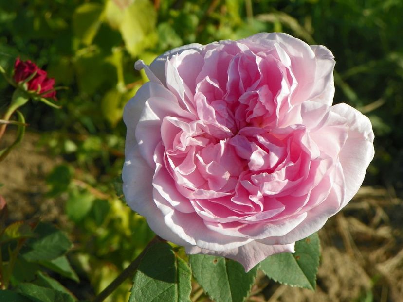 Fantin Latour - Trandafiri 2017