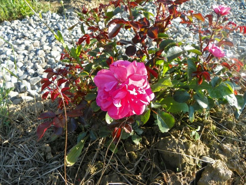 Bordure Magenta - Trandafiri 2017