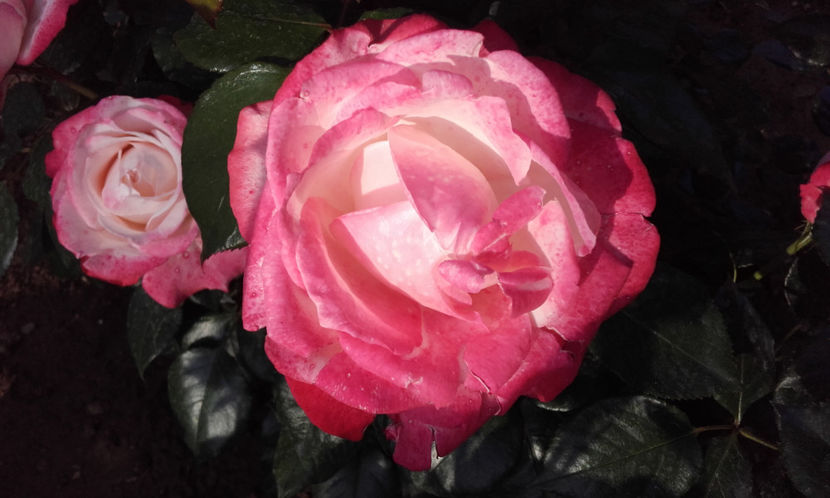  - NOSTALGIE Tantau 2