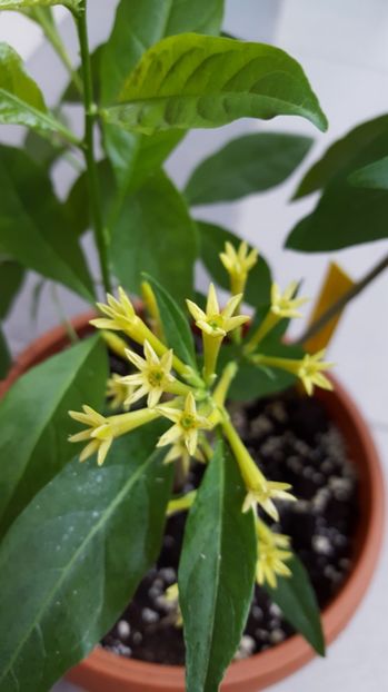  - Cestrum aurantiacum