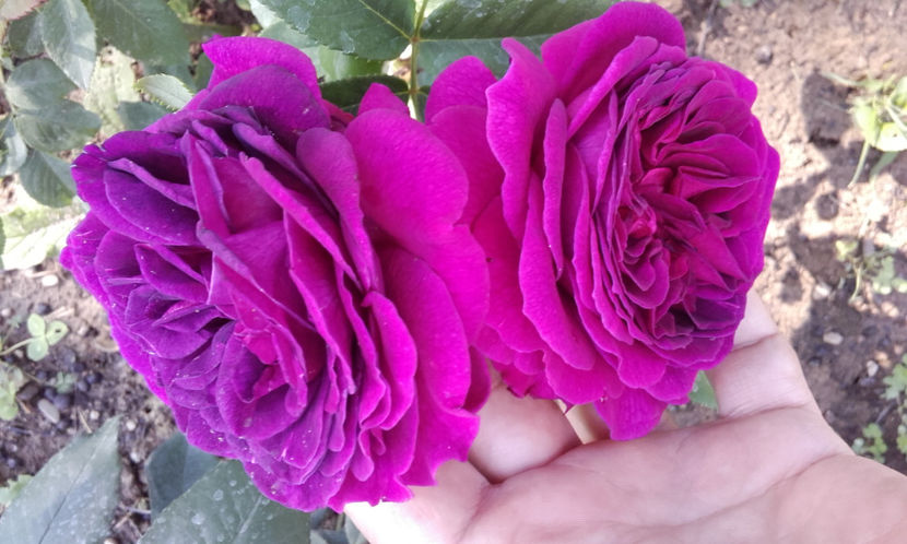 122 (2) - PURPLE LODGE 3