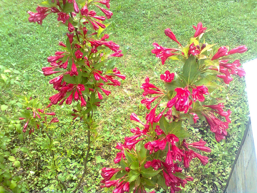 WEIGELLA RED PRINCESS - WEIGELA