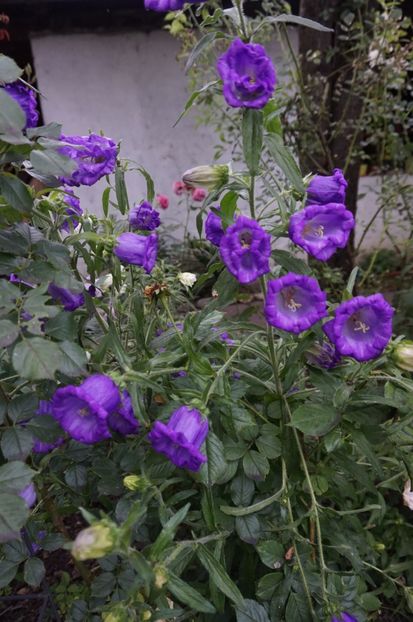 Campanula medium - Geranium si alte perene