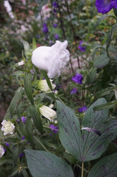  - Geranium si alte perene