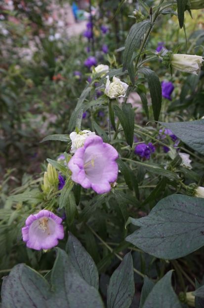  - Geranium si alte perene