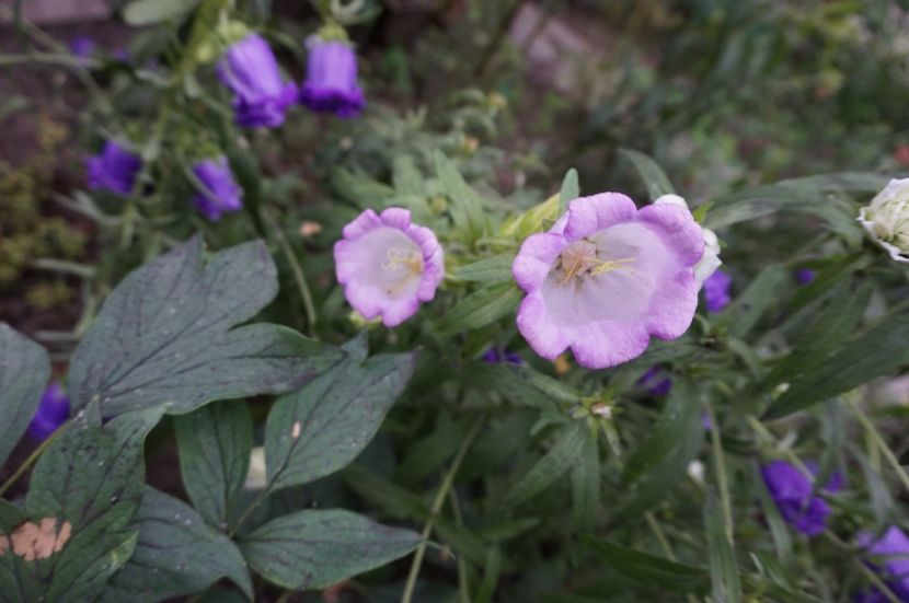  - Geranium si alte perene