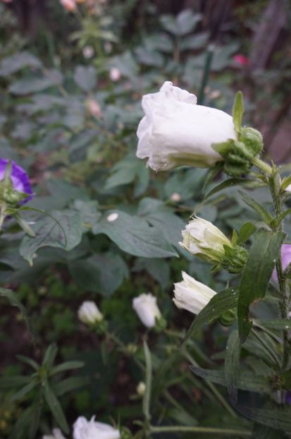  - Geranium si alte perene