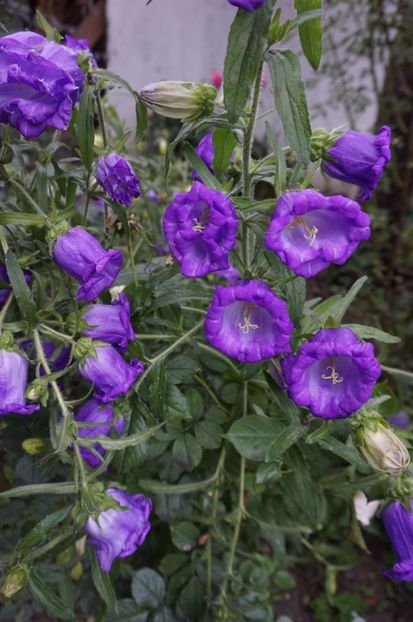  - Campanula