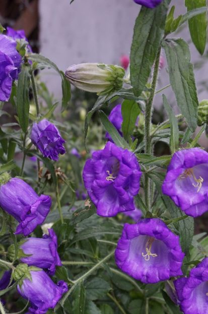  - Geranium si alte perene