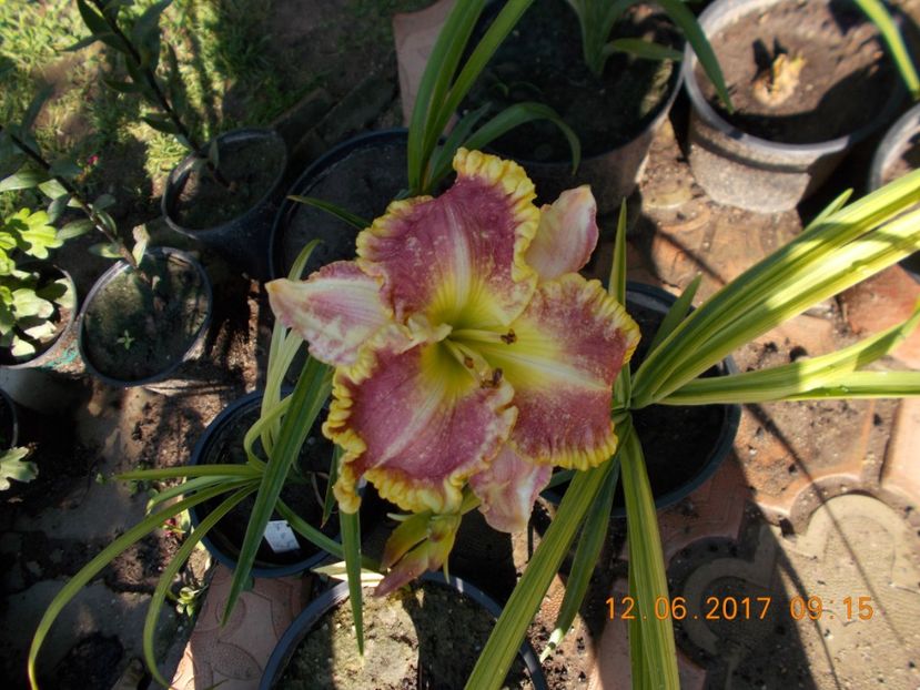 daria - HEMEROCALLIS 2017