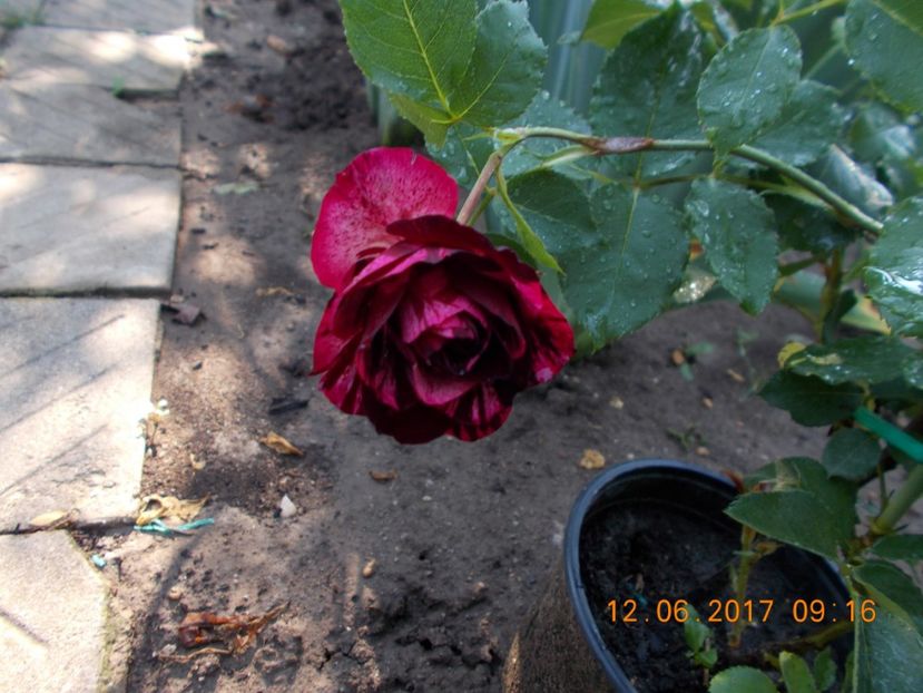 new imagine - TRANDAFIRI 2017