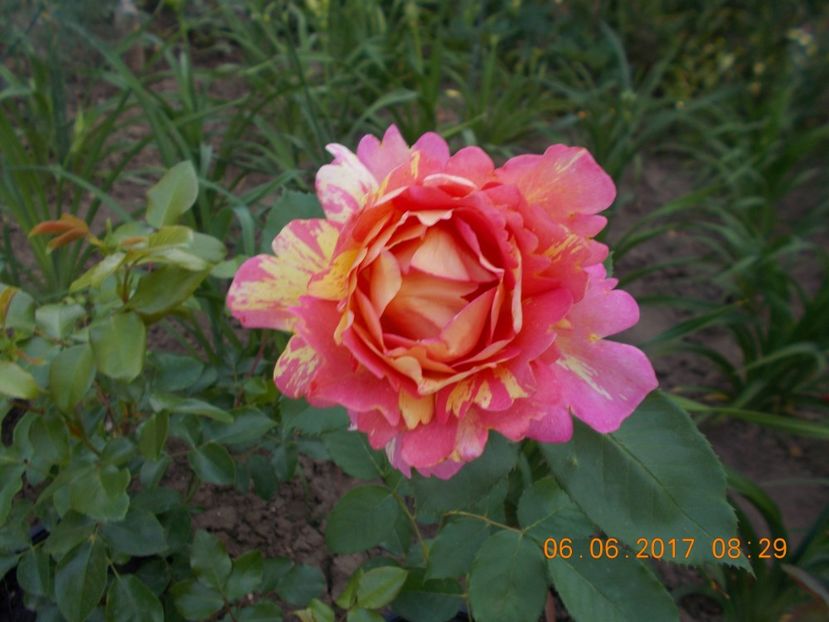 rose des cisterciens - TRANDAFIRI 2017