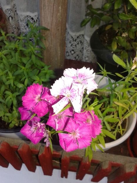  - Dianthus