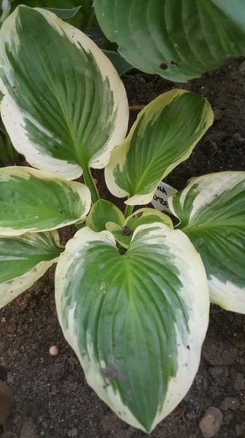 Diana Remembered - Hosta