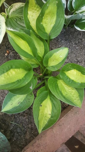 Mata Hari - decedat - Hosta