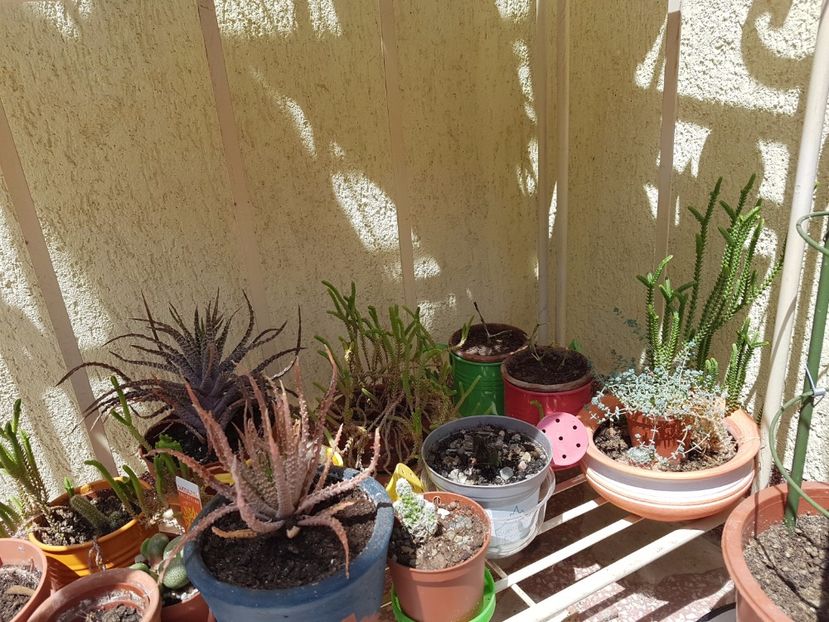 Etajera cu cactusi- parter - Cactusi si plante suculente 2017-2018-2019
