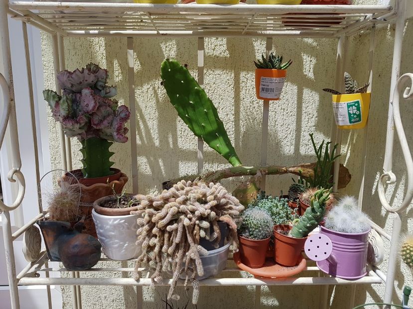 Etajera cu cactusi-et I - Cactusi si plante suculente 2017-2018-2019