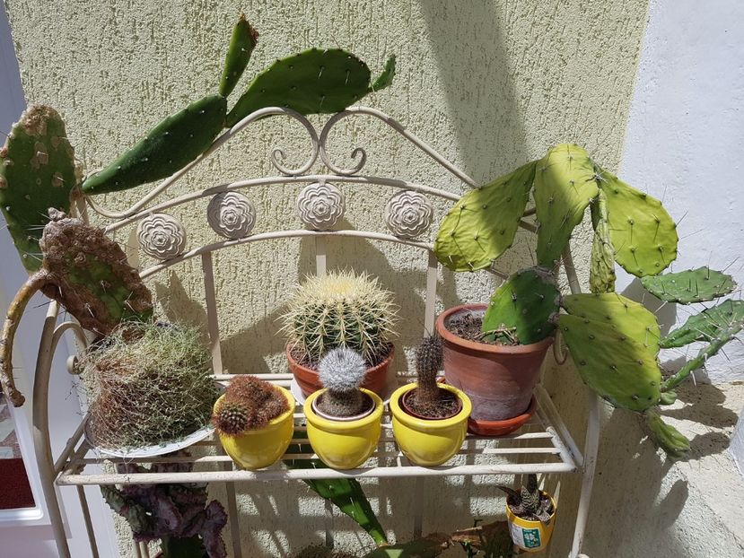 Etajera cu cactusi-et II - Cactusi si plante suculente 2017-2018-2019