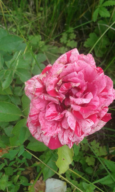 New Imagine - Trandafiri 2017