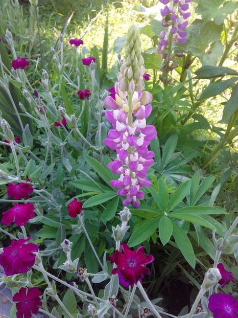  - AAAAA_LUPIN 2015_2017_2018_2019_2020