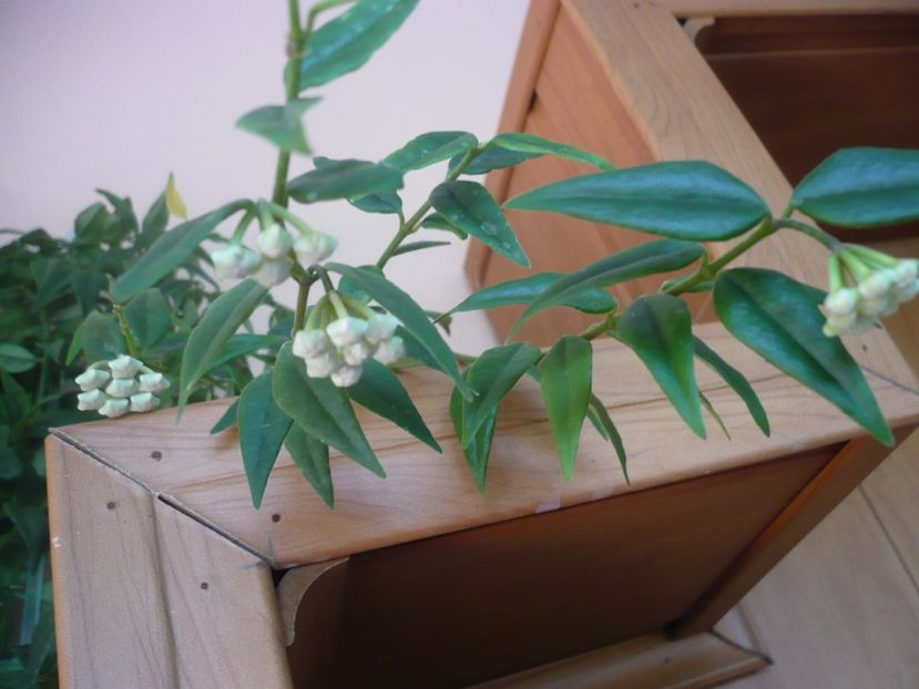 P1320920 - HOYA 2017