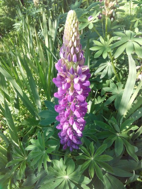  - AAAAA_LUPIN 2015_2017_2018_2019_2020