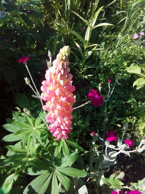  - AAAAA_LUPIN 2015_2017_2018_2019_2020