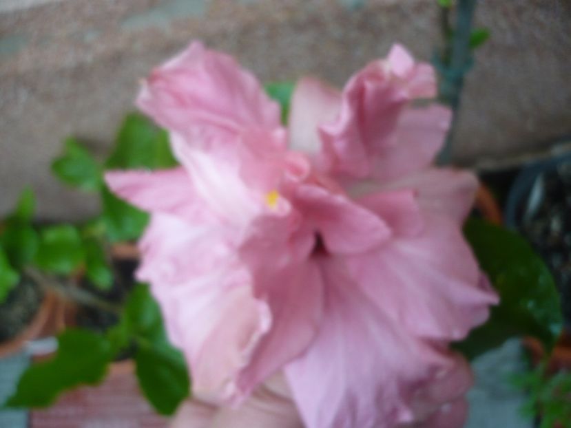 P1320889 - HIBISCUSI 2017-1