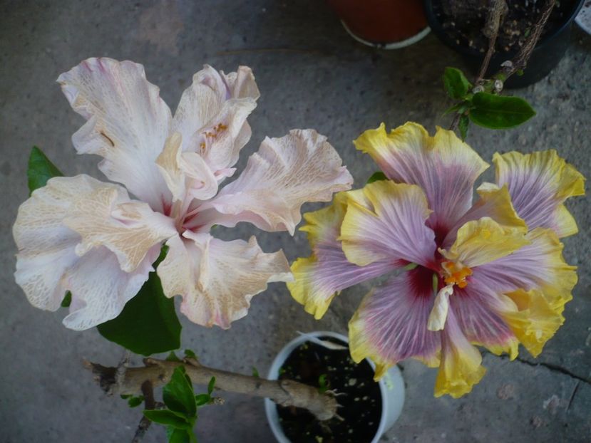 P1320915 - HIBISCUSI 2017-1
