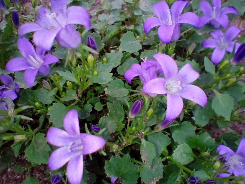  - Campanula portenschlagiana