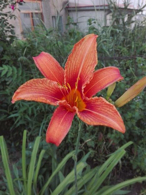  - hemerocallis