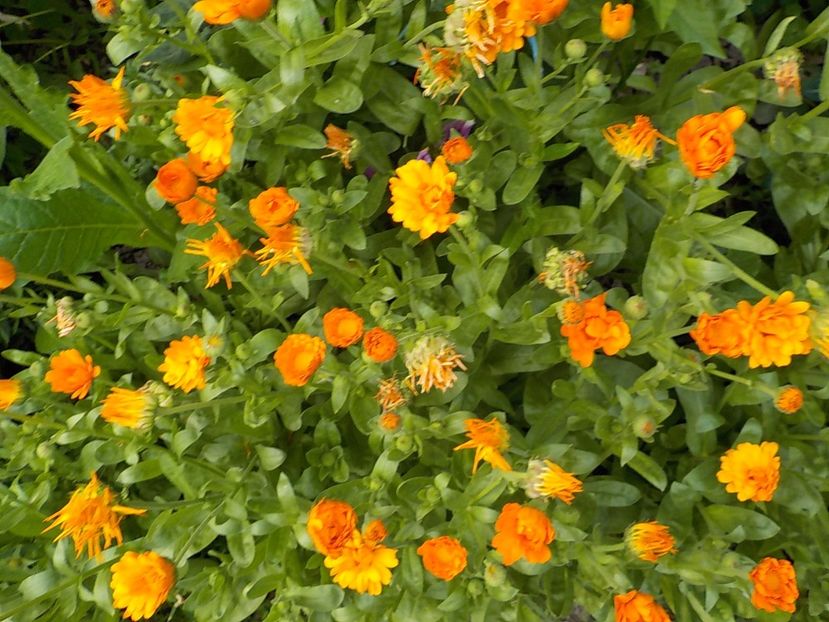  - galbenele in gradina