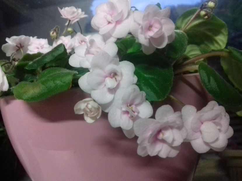 Rob's vanila trail - violete